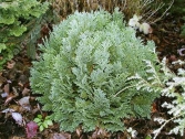 Cyprysik Lawsona 'Minima Glauca' 