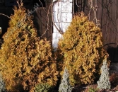 Żywotnik zachodni 'Rheingold'