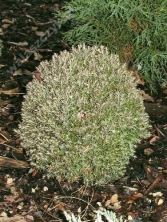 Żywotnik zachodni 'Teddy'