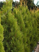 Żywotnik zachodni 'Aureospicata' 