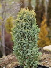 Cyprysik Lawsona 'Ellwood’s Gold' 