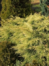 Jałowiec pośredni 'King of Spring' 