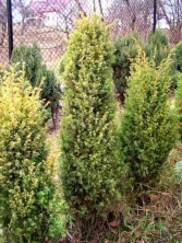 Jałowiec pospolity 'Gold Cone' 