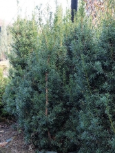 Cis pośredni 'Hicksii' 