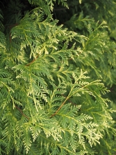 Żywotnik olbrzymi 'Zebrina Extra Gold' 