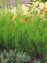 Żywotnik olbrzmi 'Atrovirens' 