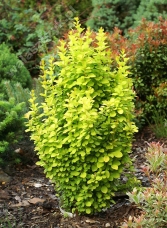  Berberys Thunberga 'Golden Tower' 