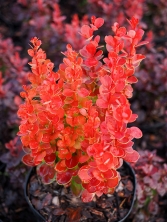 Berberys Thunberga 'Vulcano' (Volcano)®