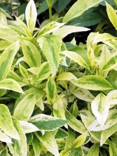 Forsycja pośrednia 'Lednogóra' 