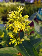 Zadrzewnia nadbrzeżna 'Butterfly'