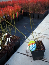 Vaccinium corymbosum 'Patriot' 