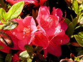  Azalea japonica 'Allotria' 