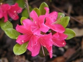 Azalea japonica 'Morava' 