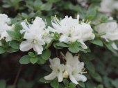 Azalia japońska 'Albiflorum' 