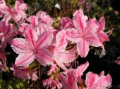 Azalea japonica 'Kermesina Rosé'