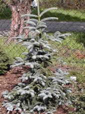 Abies procera 'Glauca' 