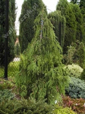 Chamaecyparis nootkatensis 'Pendula' 