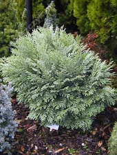 Chamaecyparis lawsoniana 'Bautchensis' 