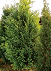 Chamaecyparis lawsoniana 'Stardust' 