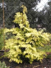 Chamaecyparis obtusa 'Crippsii' 
