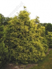 Chamaecyparis pisifera 'Filifera Aurea Nana' 