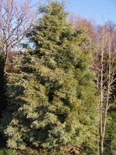Chamaecyparis pisifera 'Squarrosa' 