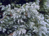 Chamaecyparis pisifera 'Boulevard' 