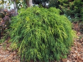 Chamaecyparis pisifera 'Sungold' 