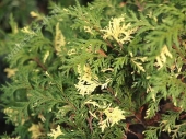 Chamaecyparis pisifera 'Nana Aureovariegata' 