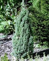 Juniperus chinensis 'Stricta' 