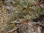 Juniperus horizontalis 'Bar Harbor' 