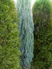 Juniperus scopulorum 'Skyrocket' 