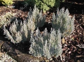 Juniperus horizontalis 'Grey Pearl' 