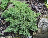 Juniperus procumbens 'Bonin Isles'