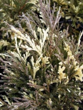Juniperus sabina 'Variegata' 