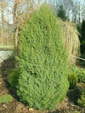 Juniperus chinensis 'Obelisk' 