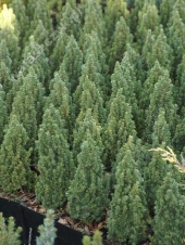 Picea glauca 'Piccolo' 
