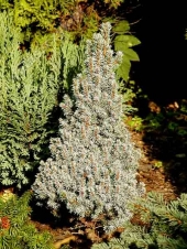 Picea glauca 'Sanders Blue' 