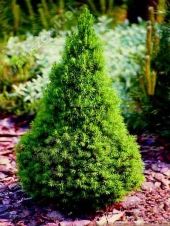 Picea glauca 'Zuckerhut' 