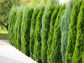 Thuja occidentalis 'Smaragd' 