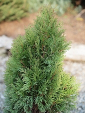 Thuja occidentalis 'Miky' 