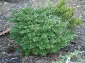 Abies koreana 'Tundra' 