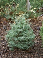 Abies concolor 'Nana Tomske' 