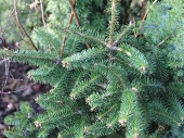 Abies cephalonica 'Makers Dwarf' 