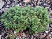 Abies koreana 'Cis' 
