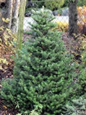 Abies koreana 'Molli' 