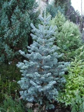 Abies lasiocarpa 'Compacta' 