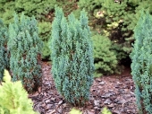 Chamaecyparis lawsoniana 'Ellwood’s Pillar' 