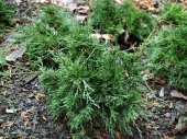 Chamaecyparis lawsoniana 'Kaudata' 