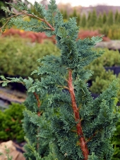 Chamaecyparis lawsoniana 'Wisselii' 